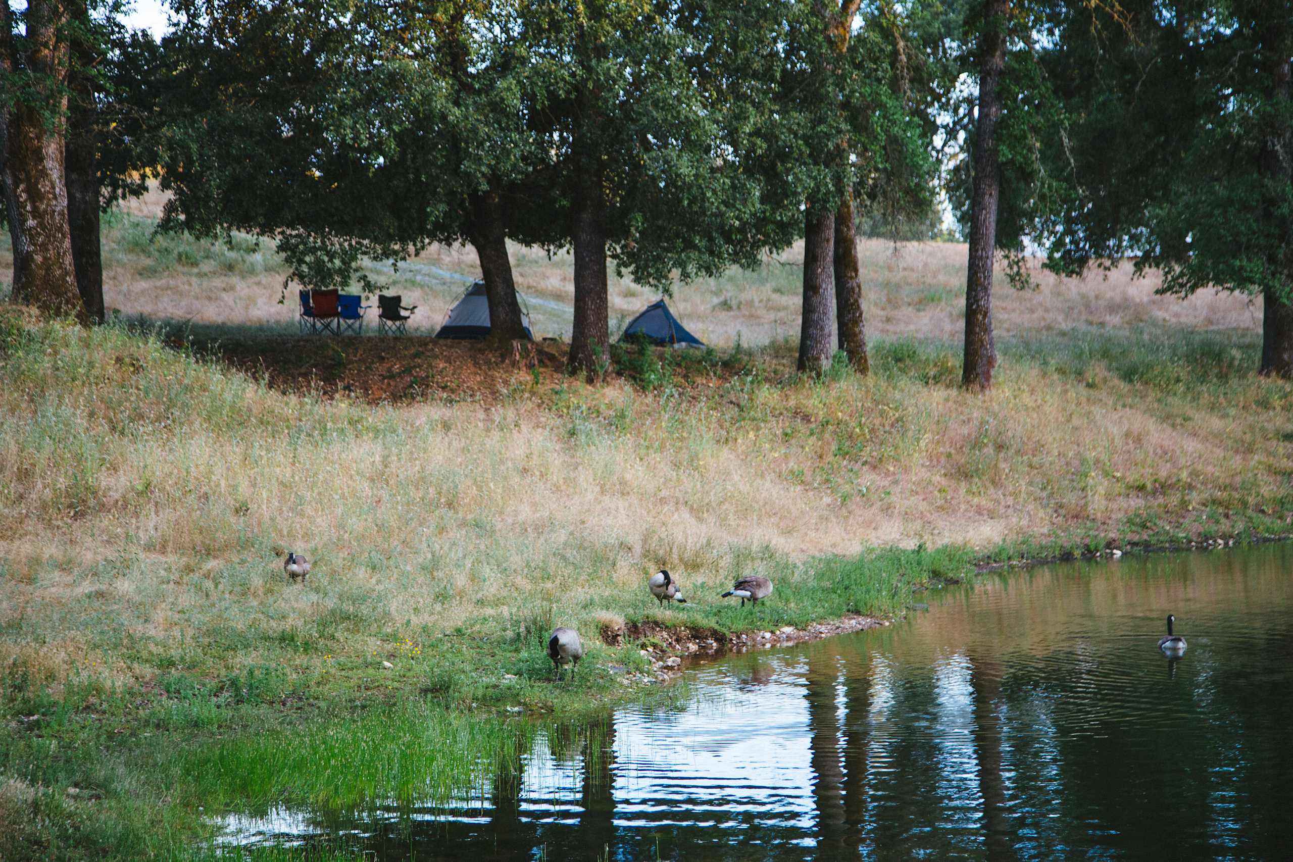 Canada geese on the pond bank below a camp under the oaks