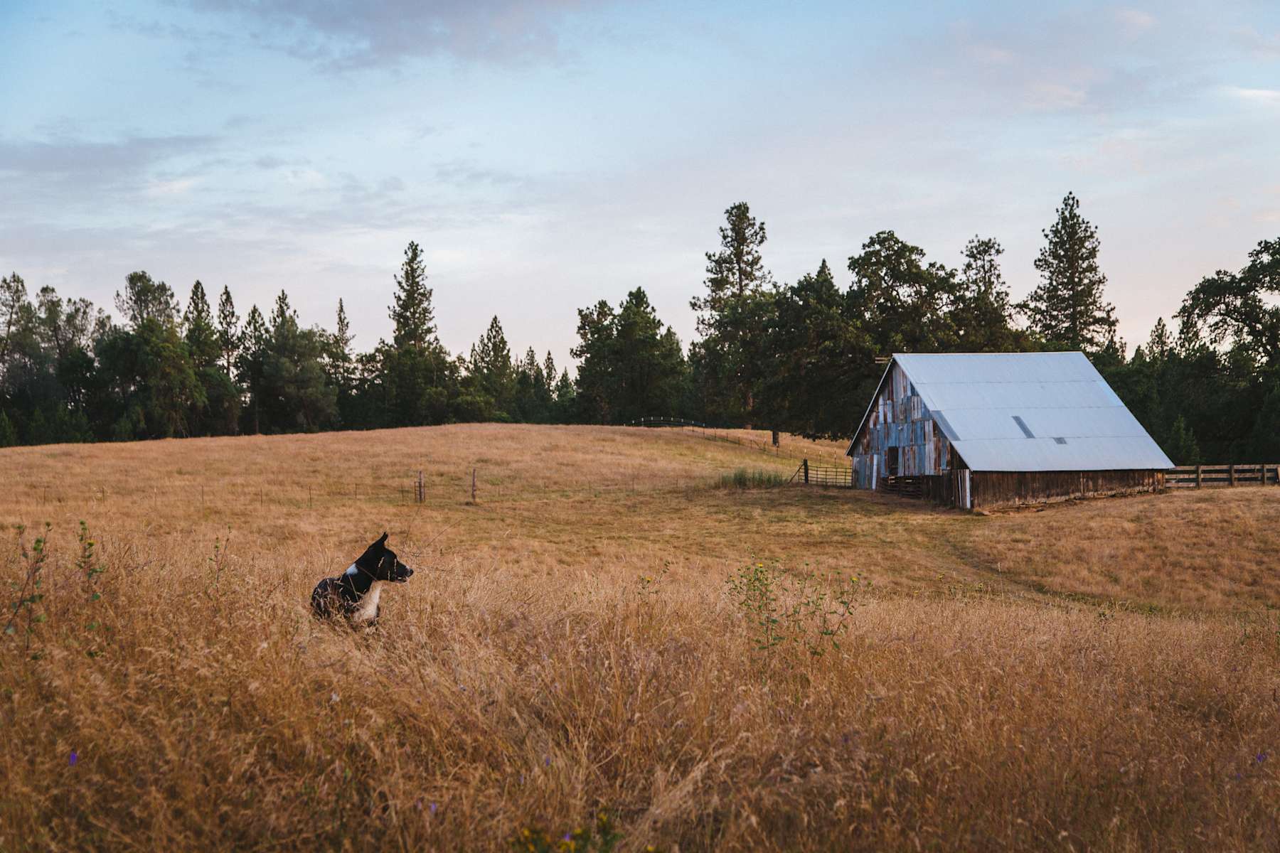 The Irish Creek Ranch barn at golden hour above a dry meadow, a ranch dog sitting in the tall grass